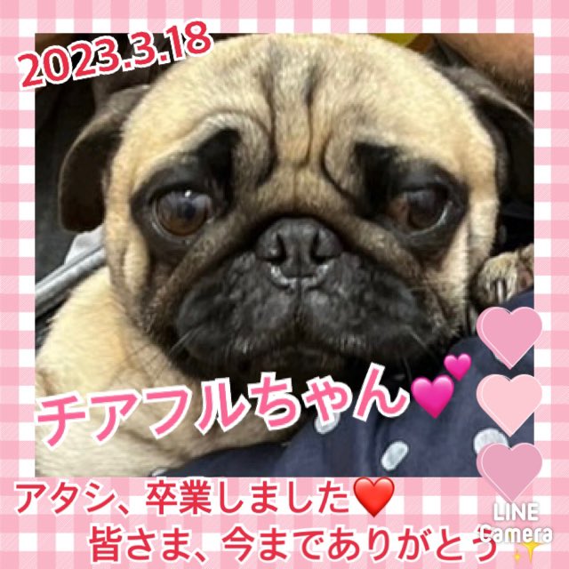 【運命の赤い糸見～つけた💓パグのチアフルちゃん💕】2023,3,18